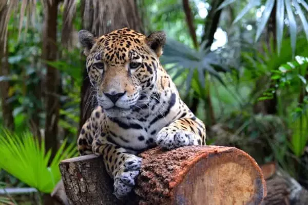 Palestra da Liga Acadêmica de Animais Selvagens